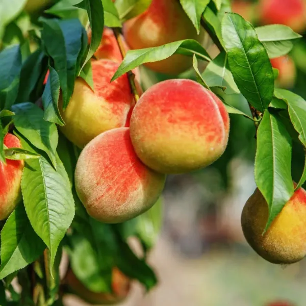 Dwarf_Variety_Peach_Grafted_Fruit_Plant