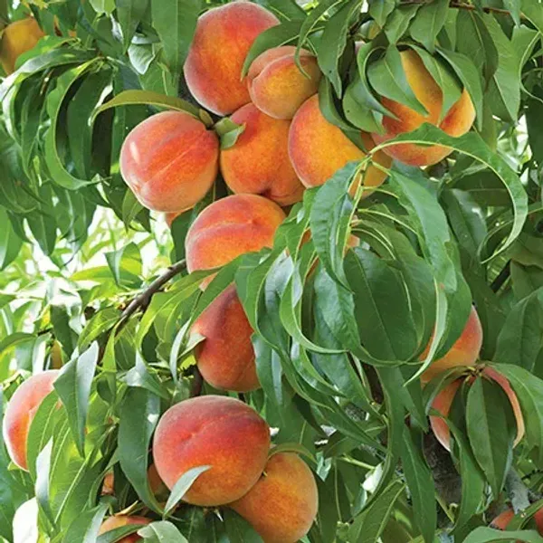 Dwarf_Variety_Peach_Grafted_Fruit_Plant