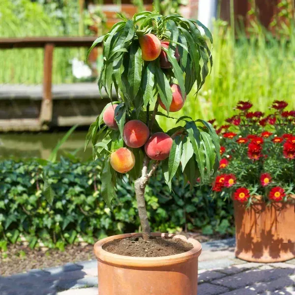 Dwarf_Variety_Peach_Grafted_Fruit_Plant