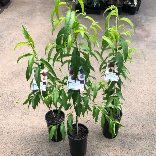 Dwarf_Variety_Peach_Grafted_Fruit_Plant