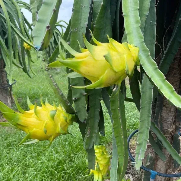 Dragon_Fruit_Plant_Yellow_For_Home_Garden