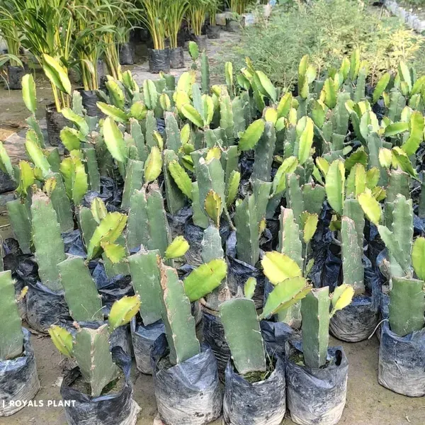 Dragon_Fruit_Plant_Yellow_For_Home_Garden