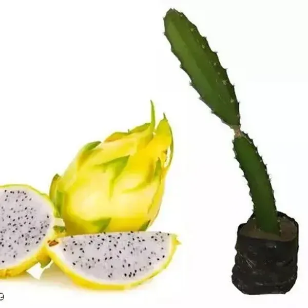 Dragon_Fruit_Plant_Yellow_For_Home_Garden
