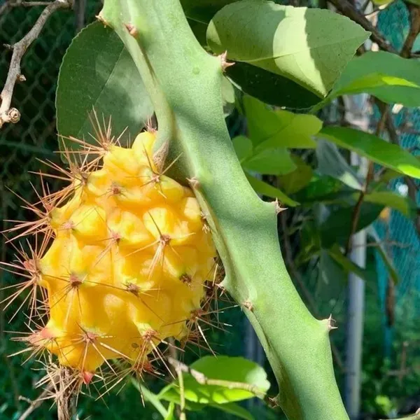 Dragon_Fruit_Plant_Yellow_For_Home_Garden