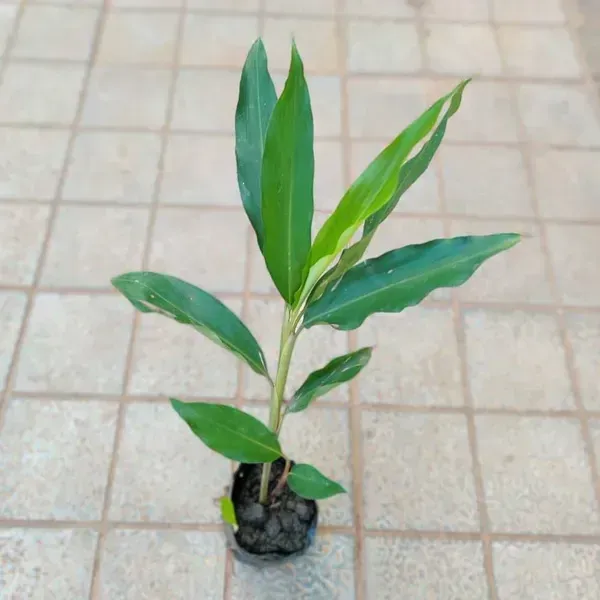 Green_Cardamon_Plant_Elaichi