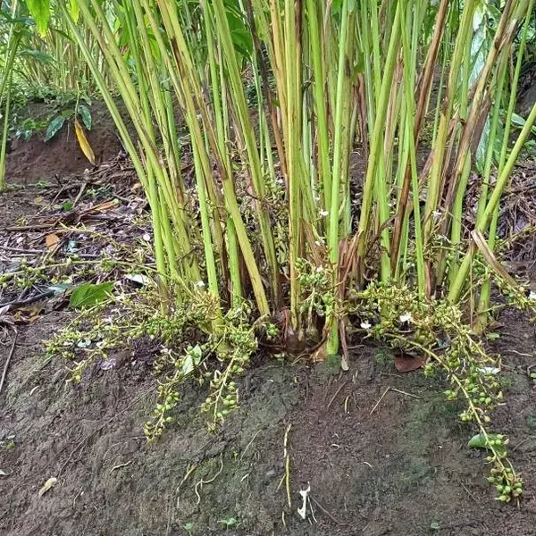 Green_Cardamon_Plant_Elaichi