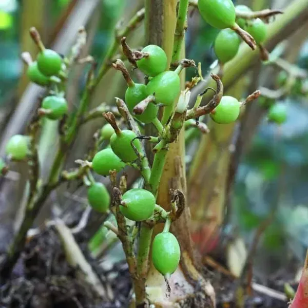Green_Cardamon_Plant_Elaichi