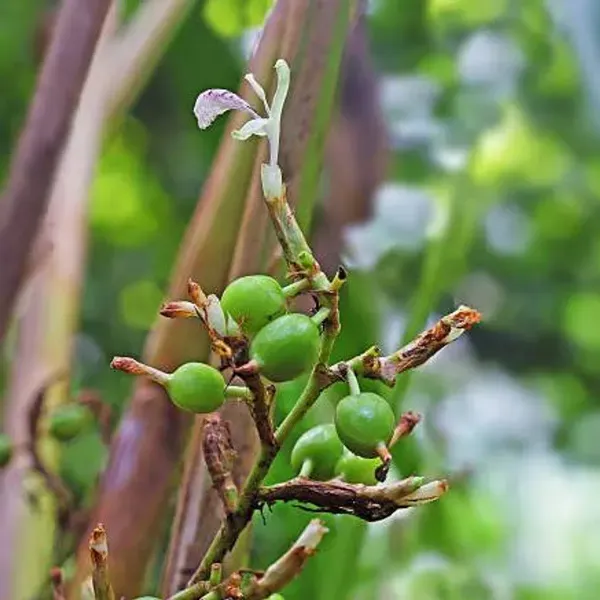 Green_Cardamon_Plant_Elaichi