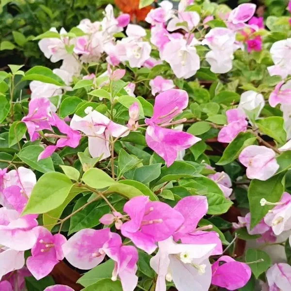 Miss_Holand_Bougainvillea_Flower_Plant