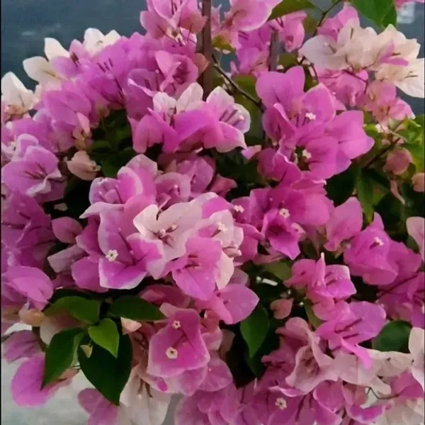 Miss_Holand_Bougainvillea_Flower_Plant