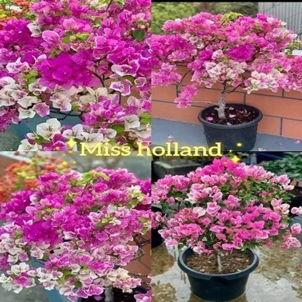 Miss_Holand_Bougainvillea_Flower_Plant