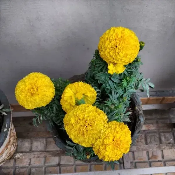 African_Marigold_Flower_Plant_Yellow