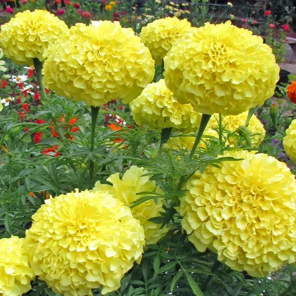 African_Marigold_Flower_Plant_Yellow