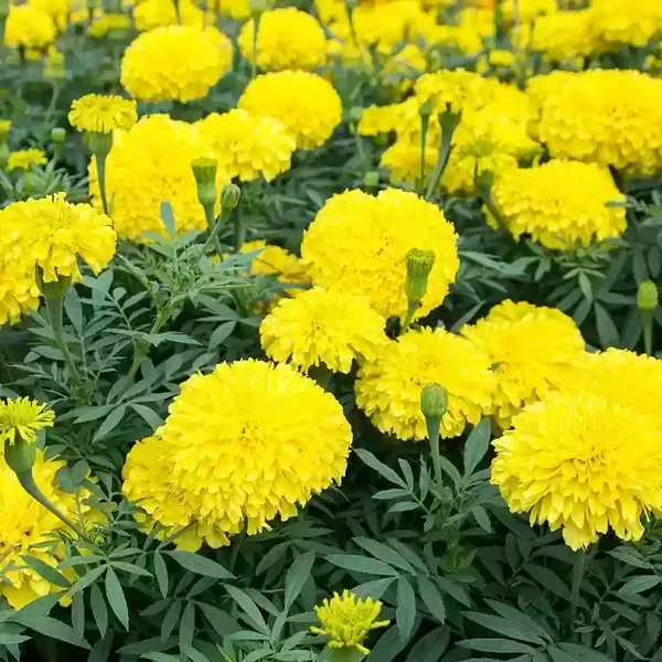 African_Marigold_Flower_Plant_Yellow