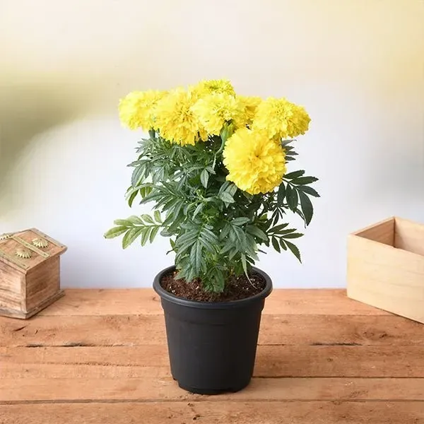 African_Marigold_Flower_Plant_Yellow