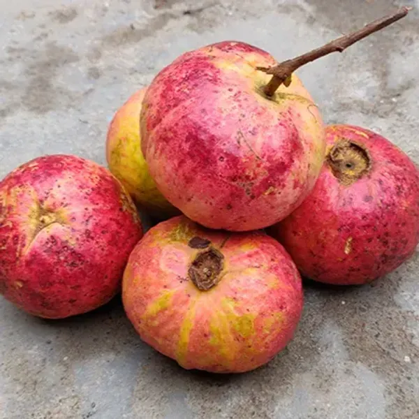 Apple_Cross_Guava_Grafted_Hybrid_Fruit_Plant