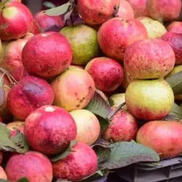 Apple_Cross_Guava_Grafted_Hybrid_Fruit_Plant