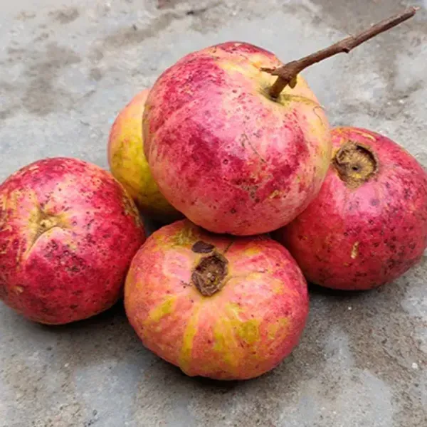 Apple_Cross_Guava_Grafted_Hybrid_Fruit_Plant