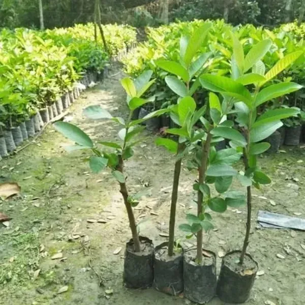 Apple_Cross_Guava_Grafted_Hybrid_Fruit_Plant