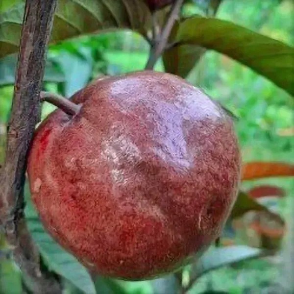 Apple_Cross_Guava_Grafted_Hybrid_Fruit_Plant