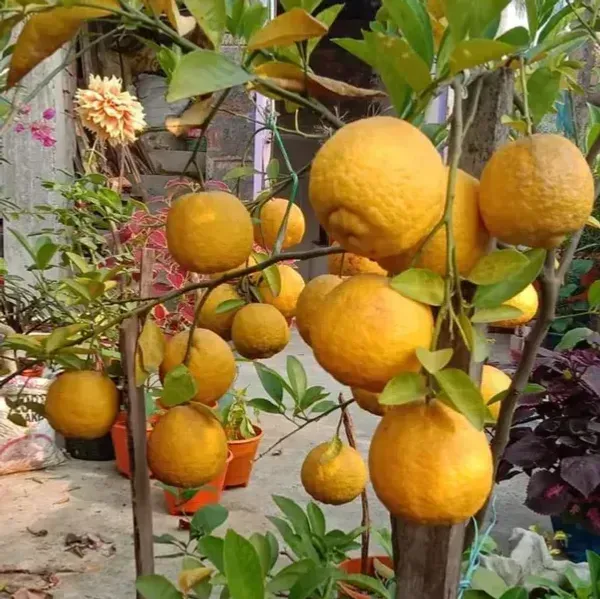 Nagpur_Orange_Grafted_Lemon_Fruit_Plant