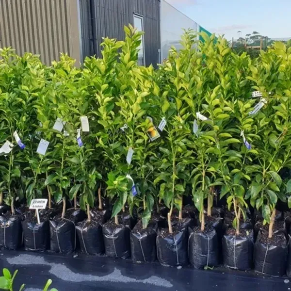 Nagpur_Orange_Grafted_Lemon_Fruit_Plant