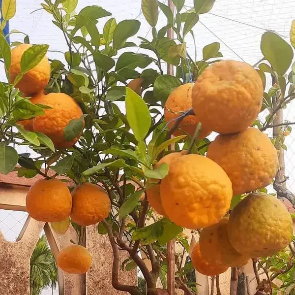 Nagpur_Orange_Grafted_Lemon_Fruit_Plant