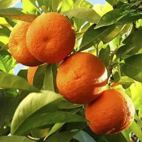 Nagpur_Orange_Grafted_Lemon_Fruit_Plant