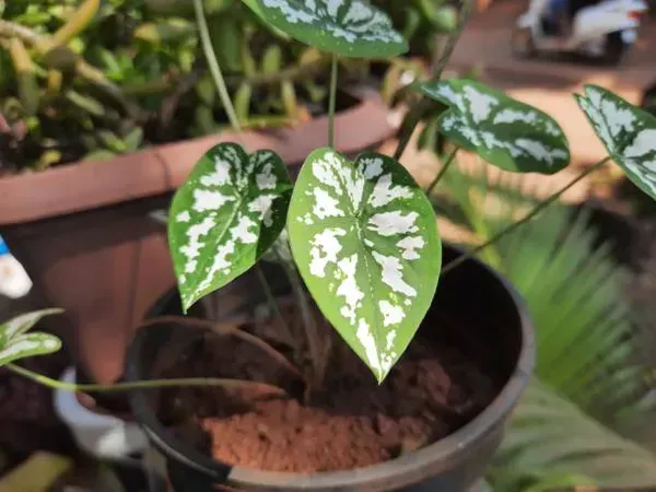 Caladium_Humboldtii_Plant_For_Home_Garden
