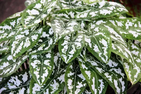 Caladium_Humboldtii_Plant_For_Home_Garden