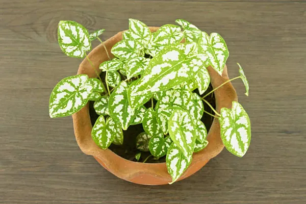 Caladium_Humboldtii_Plant_For_Home_Garden