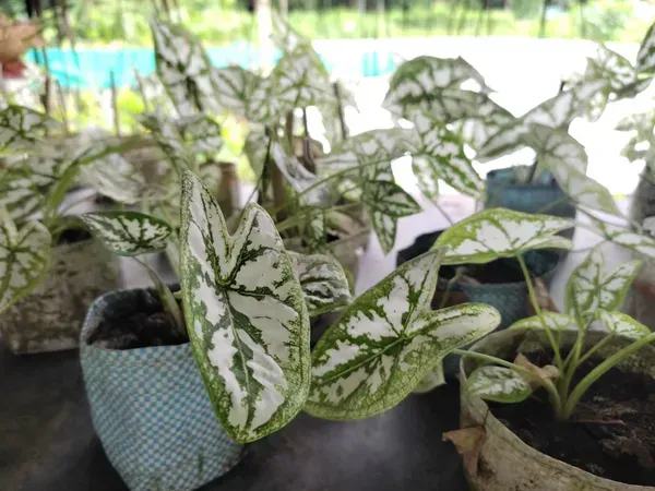 Caladium_Humboldtii_Plant_For_Home_Garden