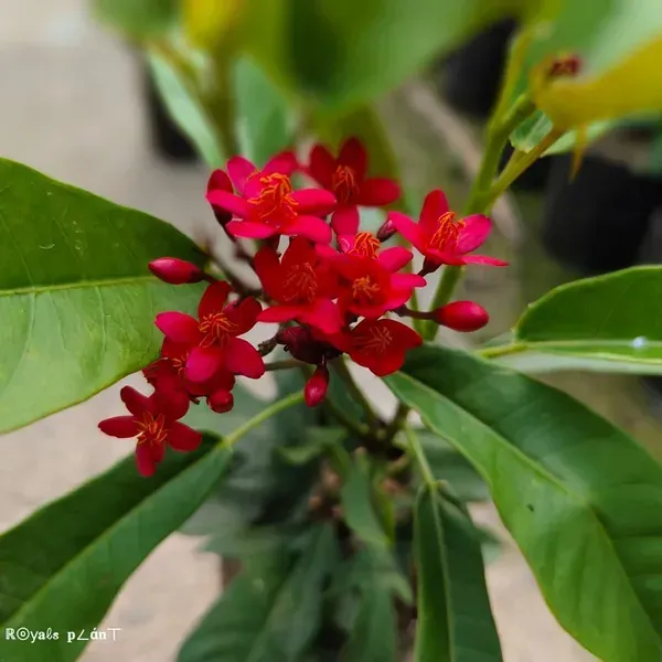 Jatropha_Flower_Plant_Red_For_Home_Garden