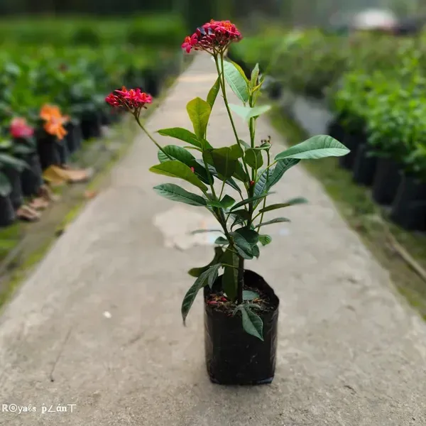 Jatropha_Flower_Plant_Red_For_Home_Garden