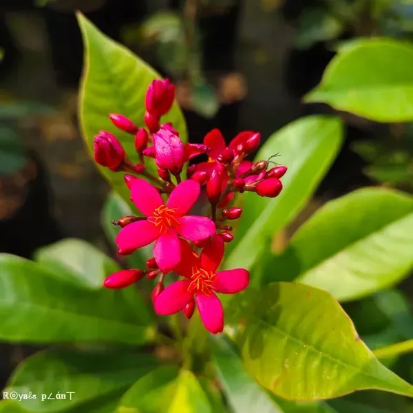 Jatropha_Flower_Plant_Red_For_Home_Garden