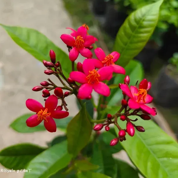 Jatropha_Flower_Plant_Red_For_Home_Garden