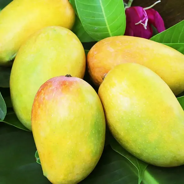 Dasheri_Mango_Fruit_Plant_For_Home_Garden