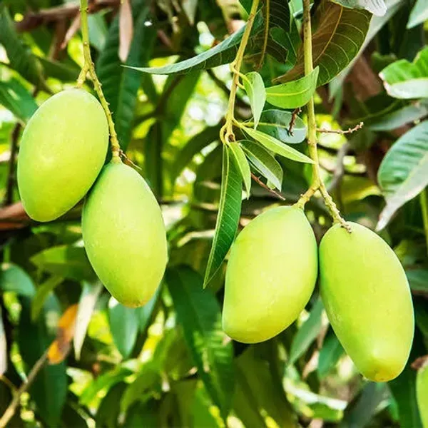 Dasheri_Mango_Fruit_Plant_For_Home_Garden