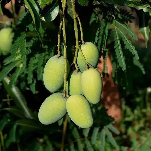 Dasheri_Mango_Fruit_Plant_For_Home_Garden