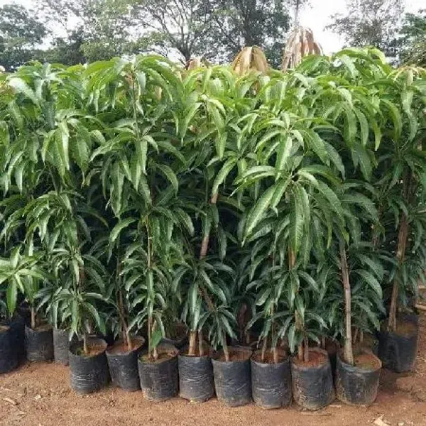 Dasheri_Mango_Fruit_Plant_For_Home_Garden
