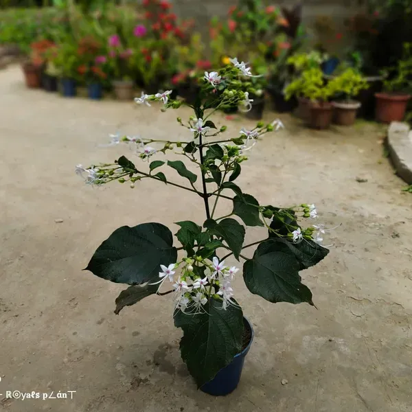 Clerodendrum_Infortunatum_Hill_Glory_Bhat_Flower_Plant