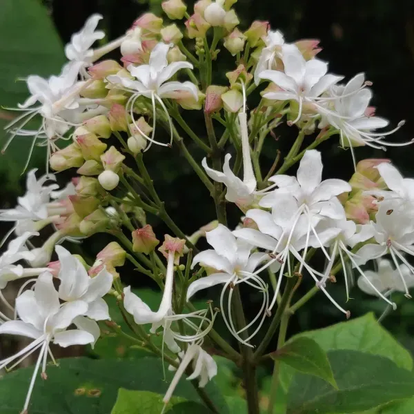 Clerodendrum_Infortunatum_Hill_Glory_Bhat_Flower_Plant