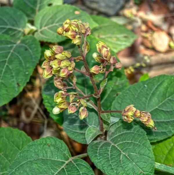 Clerodendrum_Infortunatum_Hill_Glory_Bhat_Flower_Plant