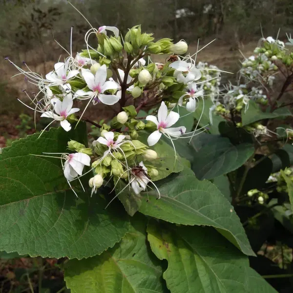 Clerodendrum_Infortunatum_Hill_Glory_Bhat_Flower_Plant