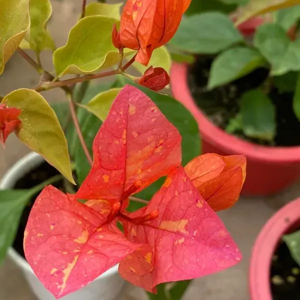 Adarna_Bougainvillea_Flower_Plant
