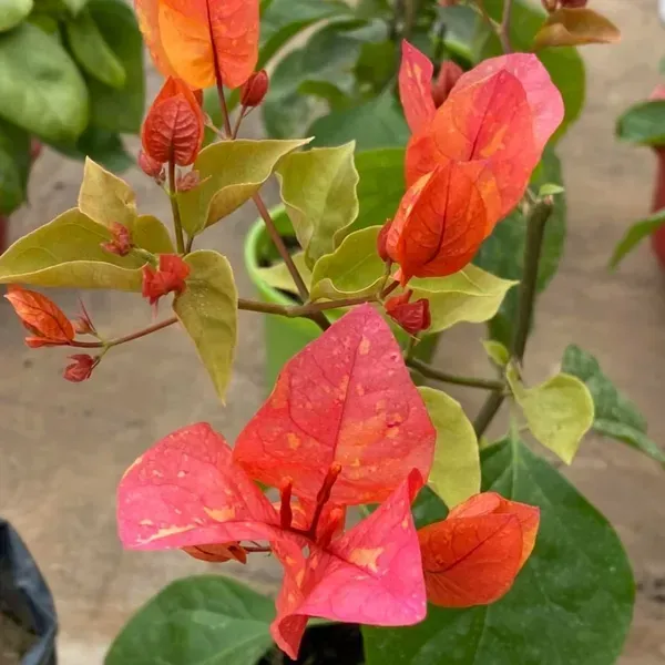 Adarna_Bougainvillea_Flower_Plant