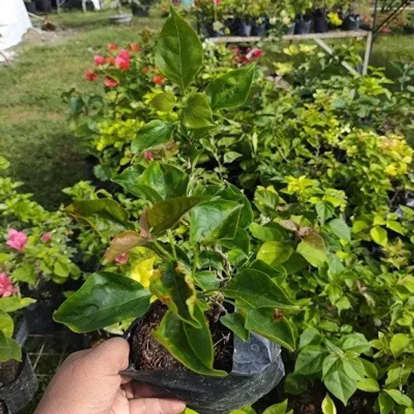 Adarna_Bougainvillea_Flower_Plant