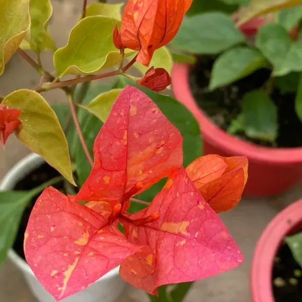 Adarna_Bougainvillea_Flower_Plant