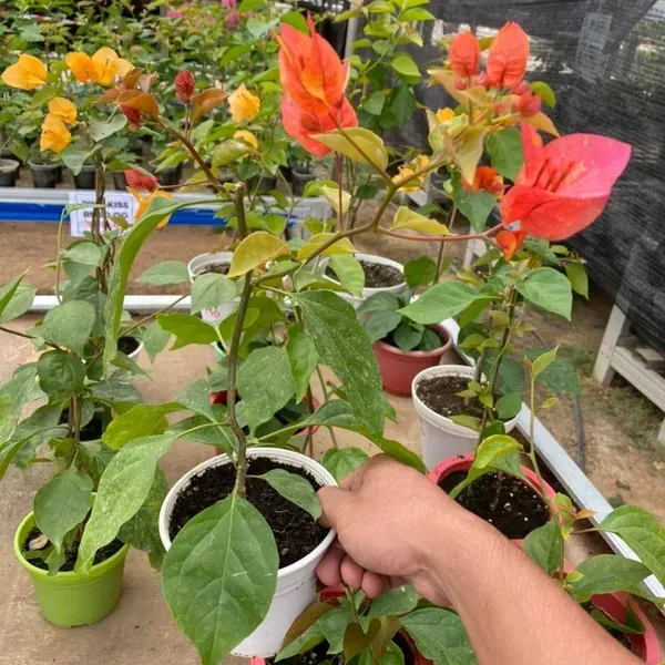 Adarna_Bougainvillea_Flower_Plant