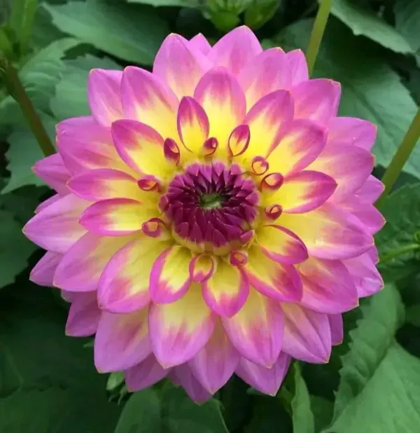 Dahlia_Flower_Plant_Variegated_Pink_Red